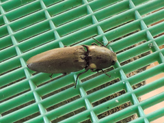 Pyrophorus