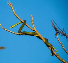 Philothamnus natalensis