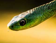 Philothamnus natalensis