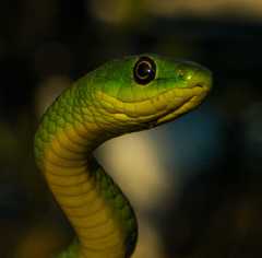 Philothamnus natalensis