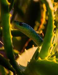 Philothamnus natalensis