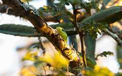 Philothamnus natalensis