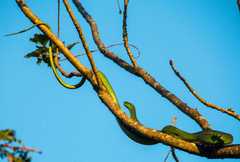 Philothamnus natalensis