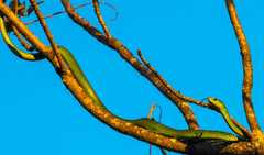 Philothamnus natalensis