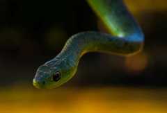 Philothamnus natalensis