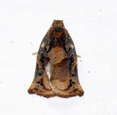 Archips micaceana
