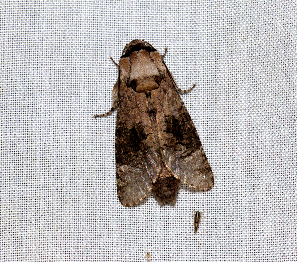 Chinocossus