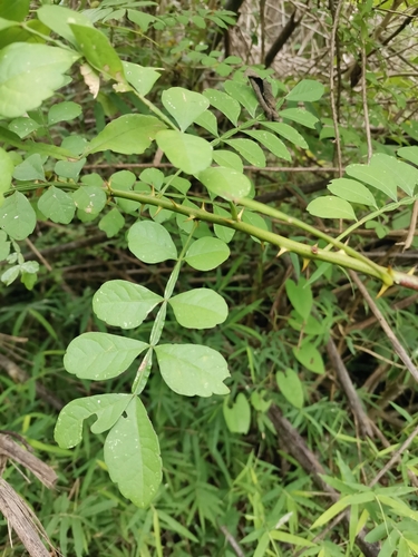 Harrisonia perforata observed 2024-08-31