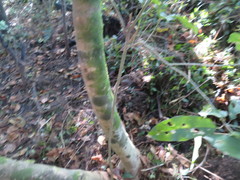 Melicytus ramiflorus ramiflorus