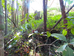 Melicytus ramiflorus ramiflorus