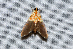 Agrotera basinotata