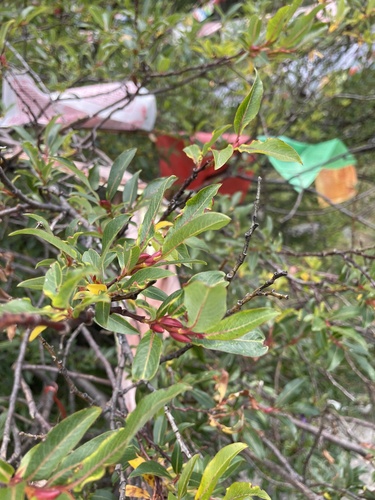 Salix fargesii observed 2024-08-14