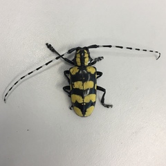 Anoplophora horsfieldii