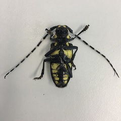 Anoplophora horsfieldii