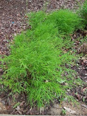 Pogonatherum crinitum