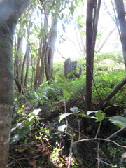 Melicytus ramiflorus ramiflorus