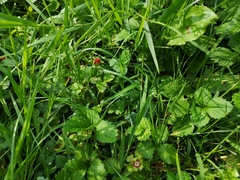 Potentilla indica
