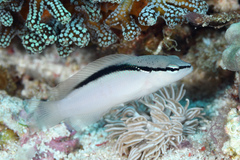 Bandit Dottyback photo 3