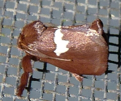 Monoleuca semifascia