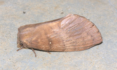 Kunugia undans