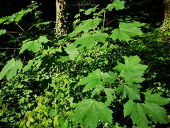 Acer pseudoplatanus