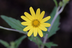 Senecio bombayensis