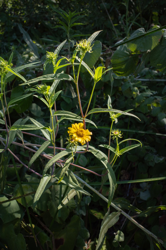 Newhall Sunflower