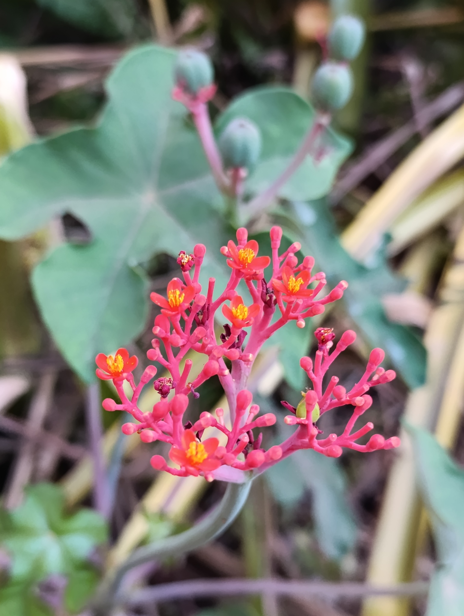 Jatropha podagrica