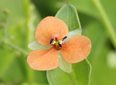 Murdannia versicolor