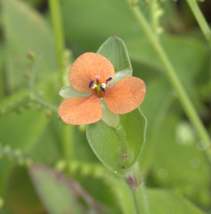 Murdannia versicolor