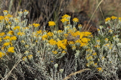 Tetradymia canescens