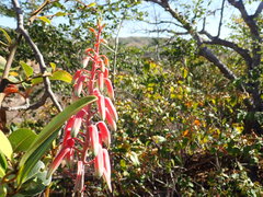 Aloe guillaumetii image