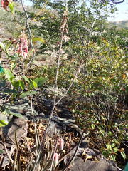 Aloe guillaumetii image