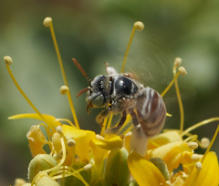 Anthophorula