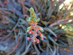 Aloe guillaumetii image