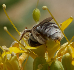 Anthophorula