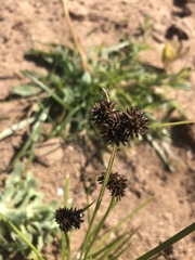 Cyperus difformis image