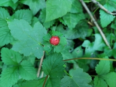 Potentilla indica