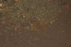 Limnonectes conspicillatus