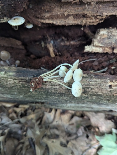 Mycena inclinata