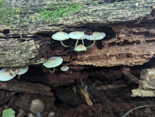Mycena inclinata (Photo 3 of 5)