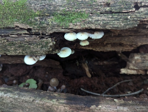 Mycena inclinata (Photo 2 of 5)