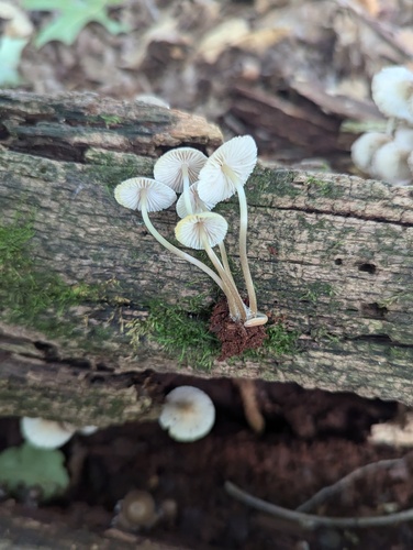 Mycena inclinata (Photo 4 of 5)