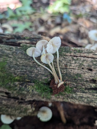 Mycena inclinata (Photo 5 of 5)