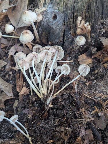 Mycena inclinata