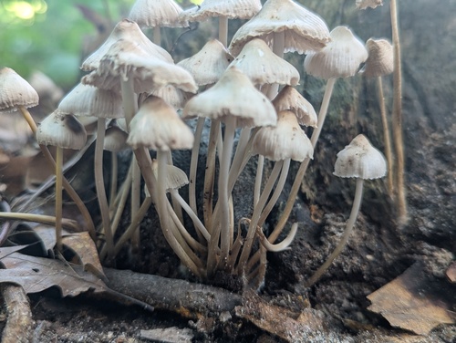 Mycena inclinata (Photo 3 of 4)