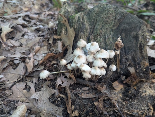 Mycena inclinata (Photo 2 of 4)