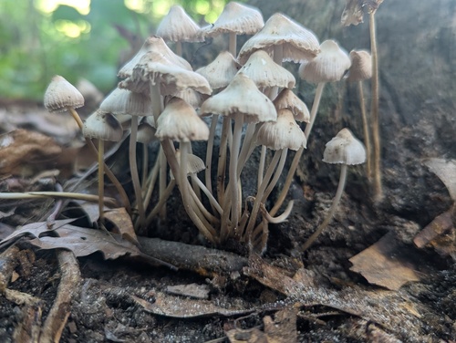 Mycena inclinata (Photo 4 of 4)