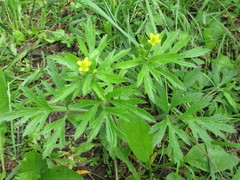 Ranunculus chinensis