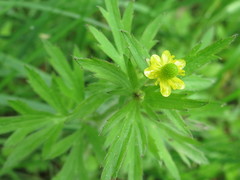 Ranunculus chinensis